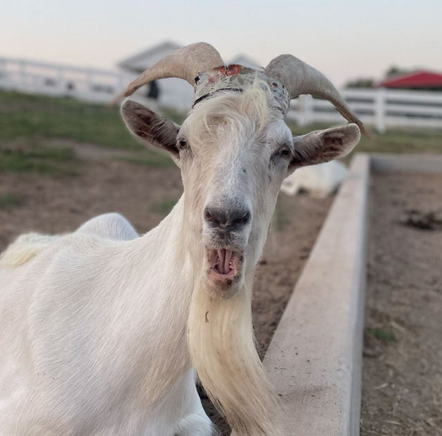 Recap | December | Goat Month – FHF Animal Sanctuary