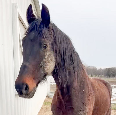 A Valentine's Day Rescue: Meet Larry