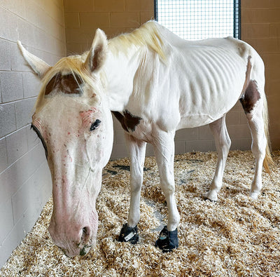 Saving a Starving Horse in Critical Condition: Meet Orion