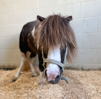 Mini Horse, Major Steps: Poppi’s Surgery Update