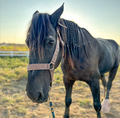 Remembering Sabrina, Our Sweet Girl