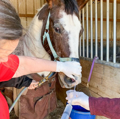 Strangles Check: Round 2 of Pharyngeal Washes