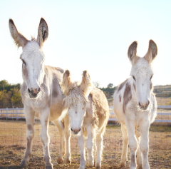 Donkey Family Rescue