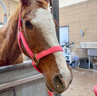 Emergency Care for Lucy