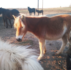 "Hey Girl, HAY!" Spring 2020