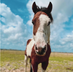 "Hey Girl, HAY!" March 2021