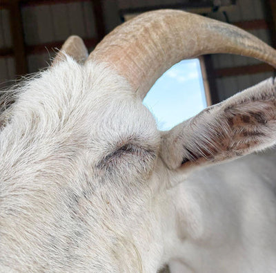 Lolly’s Eye Emergency