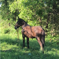 Jamison the Mammoth Mule