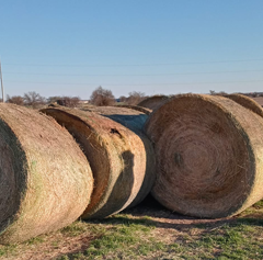 Hay, hay, hay!