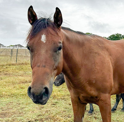 Piper Update: A Brand New Prosthetic!