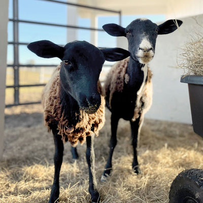 Trunkfull of Sheep, Rescued