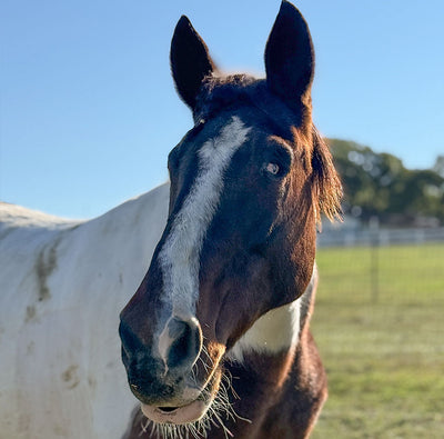 Welcome Home, Danny!