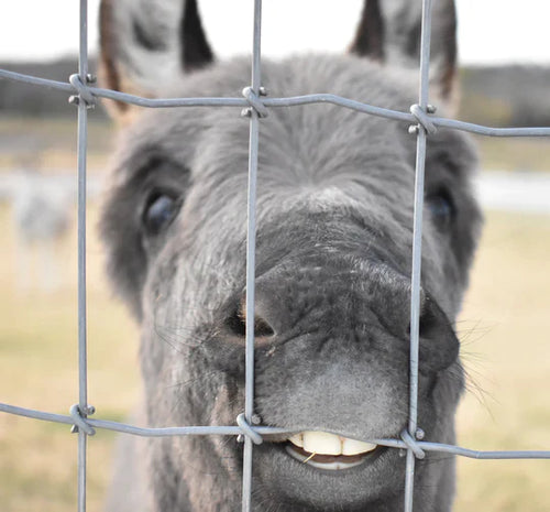 Pepper's Sweet Surprise