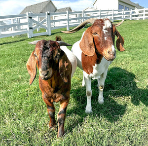 Celebrating a Milestone: Peter & Benjamin Turn 5 Months!