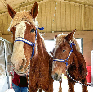 Double the Rescue: Meet Benny & Maggie