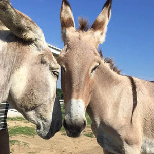 Meet our kids - Granny & Shadow