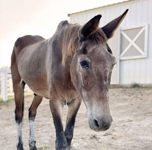 Meet Big John: Our Rescued Elderly Mule