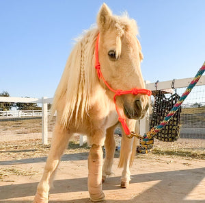 Meet Clementine: How We’re Helping Her Heal One Hoof at a Time