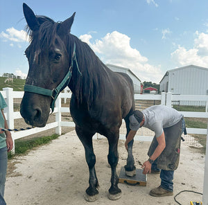 A Sensitive Hoof for Sabrina