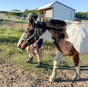 Building a Brighter World for Our Blind Rescues