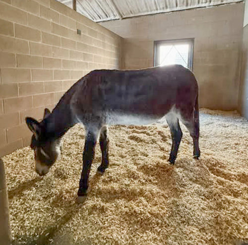 Cola’s Tummy Trouble