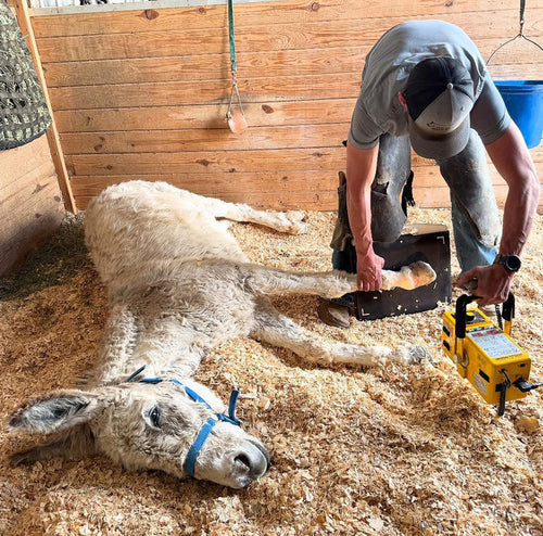 Compadre’s Healing Hooves