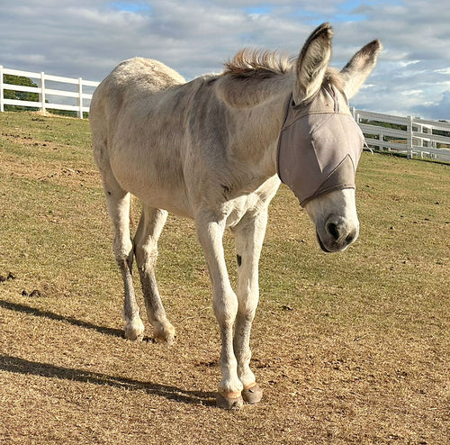 Compadre’s Steps Towards Comfort