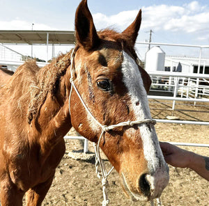 George’s Journey: From Starvation to Safety