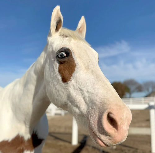 Goodbye Orion: A Year of Love, Care & Courage