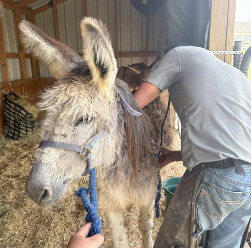 Soda Pop Girls: Healing, One Step at a Time