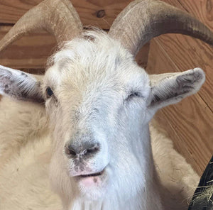 Lolly’s Eye-Opening Diagnosis