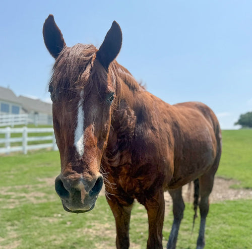 Managing Cushing’s for Rosie, Wonder & Yosemite Sam