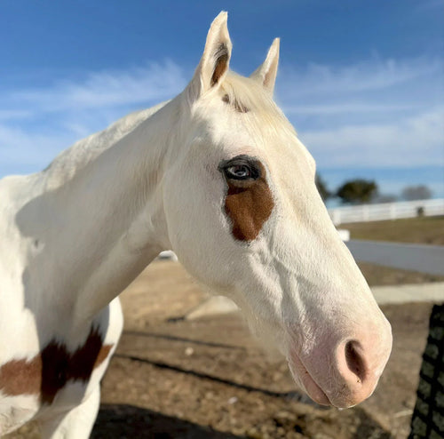 Orion Finds His Forever Home (With Us!)