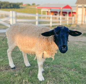 Remembering Stargazer