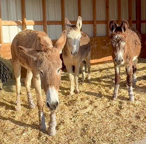 Slaughter to Sanctuary: Meet the Soda Pop Girls