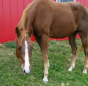 Stryker - Our Gentle Giant