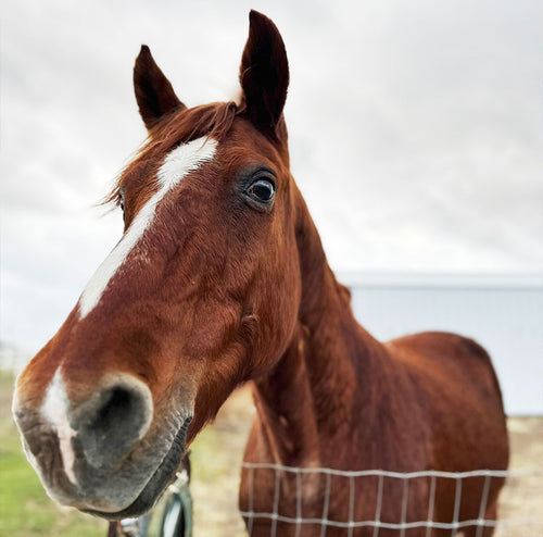 We Fostered & Then We Fell in Love